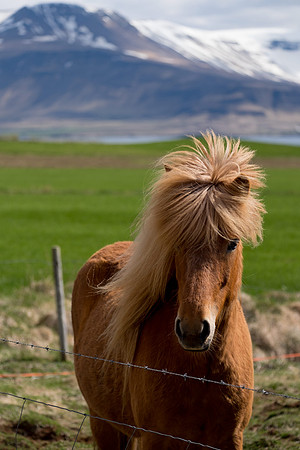 Icelandic Horse aka Becky With The Good Hair